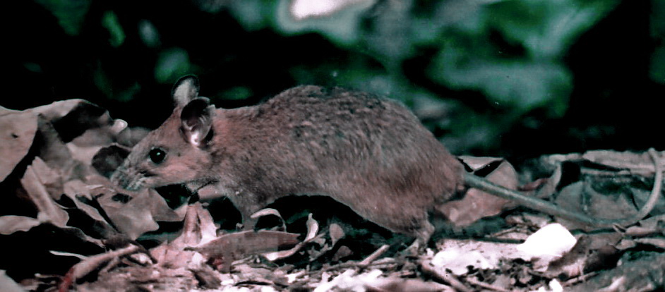Rattus surifer - yellow rajah rat