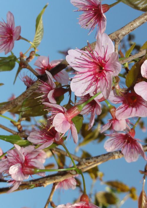 ดอก Prunus cerasoides 
