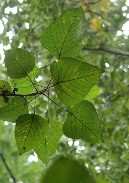 Macaranga denticulata leaf
