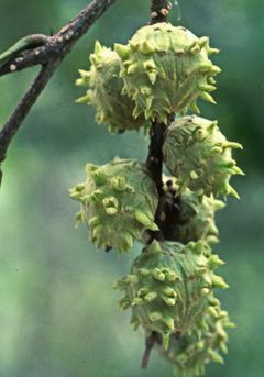 Castanopsis acuminatissima nuts