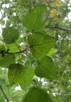 Macaranga denticulata leaf
