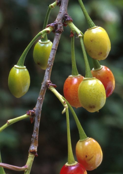 Prunus cerasoides fruits