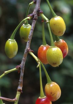 Prunus cerasoides fruits