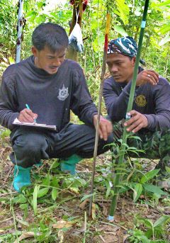 Taweesak and friend measuring seedling